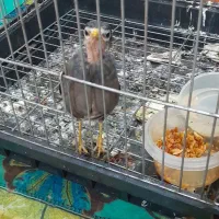 اهواز زرگان فدک خیابان ویس ۸