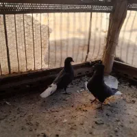 کفتر|پرنده|زرند, |دیوار