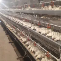 مرغداری تخم گذار