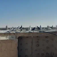 سلام ۴۰تاکفترهوا ضمانتی همه نر کفتر شب بازی|پرنده|کاشمر, |دیوار