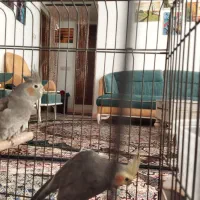 عروس هلندی نرو ماده