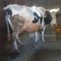 فروش گاو ۷ ماه آبستن