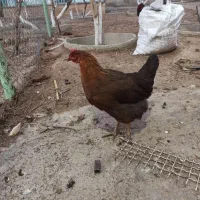 مرغ و خروس|حیوانات مزرعه|هشتگرد, تهران دشت|دیوار