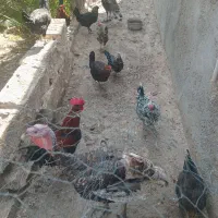 مرغ و خروس محلی|حیوانات مزرعه|اهرم, |دیوار