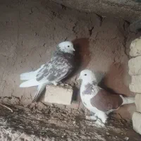 تله تور کبوتر با یه جفت کبوتر به فروش میرسد|پرنده|تهران, مسعودیه|دیوار
