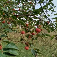 فروش زمین ۱۵۰۰ متری، صومعه‌سرا. شمال،مقداری معاوضه