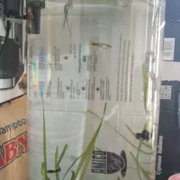 آکواریوم با ماهی|ماهی|شیراز, ریاستی|دیوار