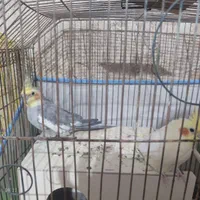 جفت عروس هلندی تخم جوجه ای|پرنده|کرمان, |دیوار