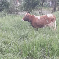 لیشه چالوسی اصیل ورزا گاو|حیوانات مزرعه|رشت, حومه رشت|دیوار