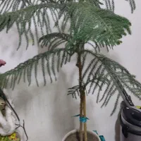 کاج مطبق|گل و گیاه طبیعی|مهدی شهر, |دیوار