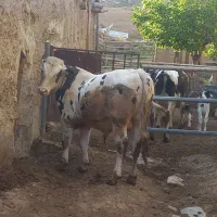 گوساله ی سیمینتال