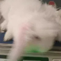 خرگوش سفید نر فقط ۵۰۰|موش و خرگوش|اندیشه, اندیشه فاز ۱|دیوار