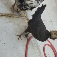 دو عدد مرغ نژاد دار و تخم گذار