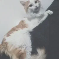 گمشده