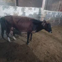 گاو با گوساله ماده