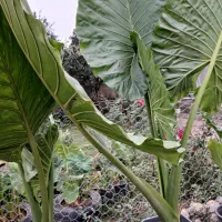 فروش بابا آدم.|گل و گیاه طبیعی|فومن, |دیوار