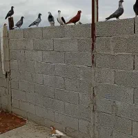 کبوتر