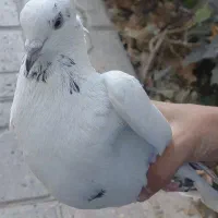 کفتر مسافتی|پرنده|شاهرود, |دیوار