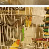 فروش طوطی برزیلی با رنگ‌های جذاب|پرنده|خرم‌آباد (تنکابن), |دیوار