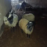 گوسفند|حیوانات مزرعه|بوئین زهرا, |دیوار