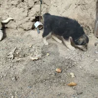 فروشی|اسباب‌بازی بچه|شاهرود, |دیوار