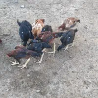 جوجه لاری اصل|حیوانات مزرعه|گنبد کاووس, |دیوار
