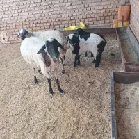 فروش میش و بره