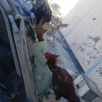 خروس جاوازمانتی