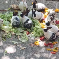 تعدادی خرگوش نژاد نروژی