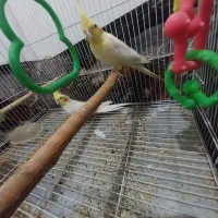 عروس هلندی نرو ماده