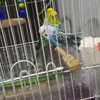 مرغ عشق ۵ عدد نروماده