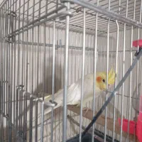 فروش پرنده گرینچیک و عروس هلندی