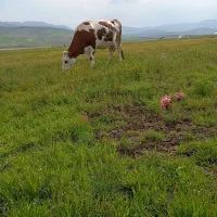 گاو جوان ۲۰ روز مانده برای زایمان