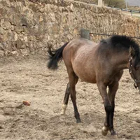 کره مادیون دره شور