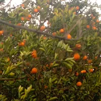 پرتقال عالی ومناسب