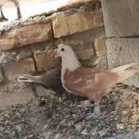 یک جفت جوجه کربلایی|پرنده|زهک, |دیوار