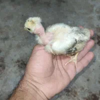 جوجه محلی گردن لخت و محلی