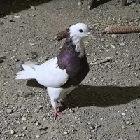 کبوتر طوقی سرخ