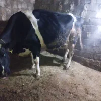 گاو شیری بدون گوساله