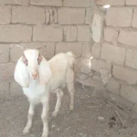 بزنر