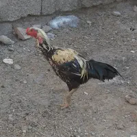 یک عدد خروس فروشی