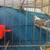 فنچ