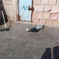 کفتر|پرنده|چناران, |دیوار