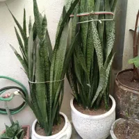 گل سانسوریا بزرگ و زیبا|گل و گیاه طبیعی|تبریز, |دیوار