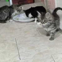 ۴ تا بچه گربه شیطون