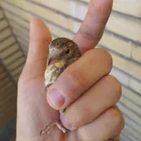 جوجه سهره قناری نر