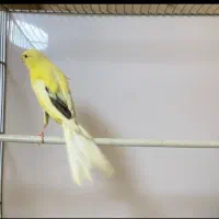 قناری رسمی بلند و رنگی اورجینال|پرنده|دماوند, گیلاوند|دیوار