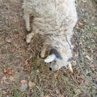 گوسفند میش و بره