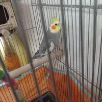 عروس هلندی مولد|پرنده|پاکدشت, پاکدشت (مامازند)|دیوار