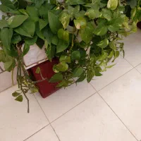 گلدان|گل و گیاه طبیعی|شیراز, فرهنگ شهر|دیوار